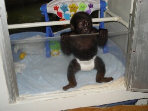 Baby Western Lowland Gorilla